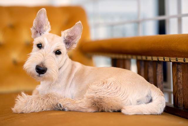 Do Scottish Terriers Shed: 8 Causes & Control - Talk With Your Animals