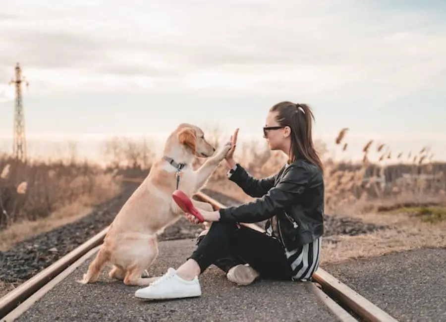 Bonding With Your Dog