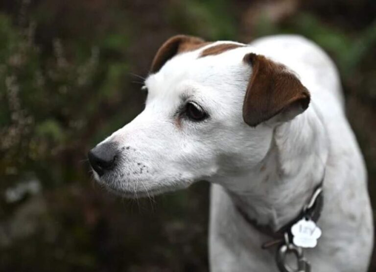 Common Health Problems With Jack Russells