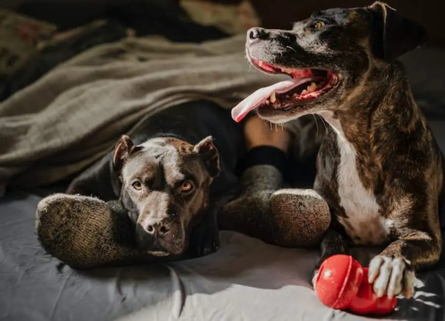 Dog Possessive Of Toys With Other Dogs