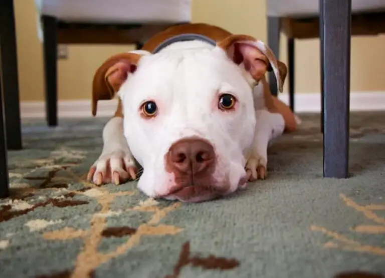 Dog Tears Up Carpet When Left Alone