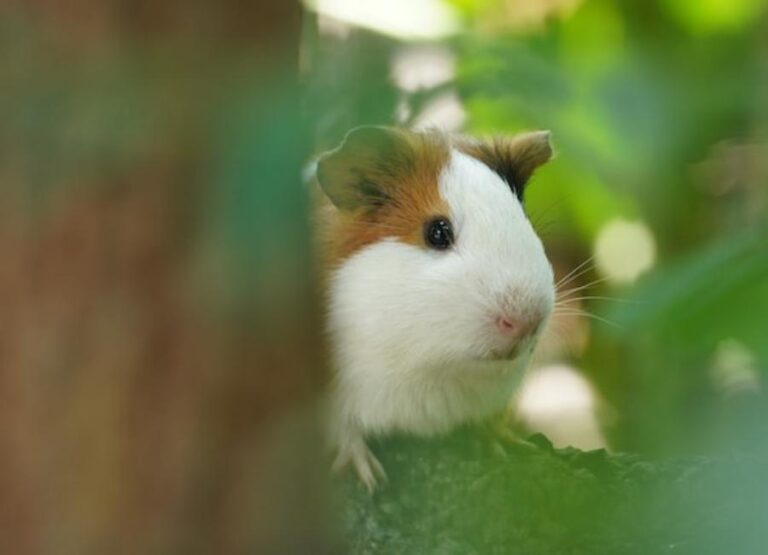 Guinea Pigs Not Eating