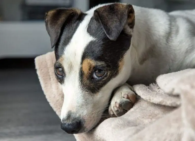 How To Discipline a Jack Russell Terrier