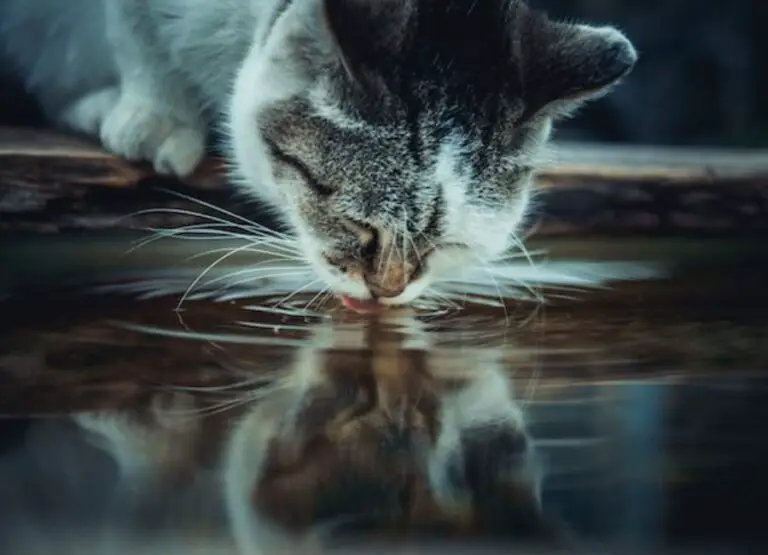 How To Hydrate a Cat That Won't Drink Water