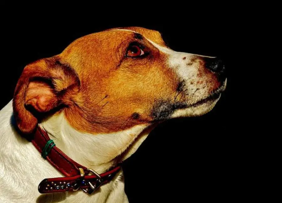 How To Train a Jack Russell Terrier Not To Bark