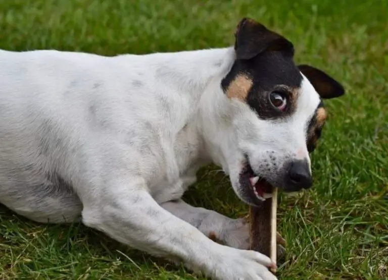 Jack Russell Behavior Issues