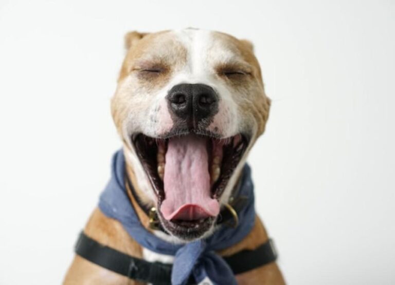 Why Do Dogs Yawn So Much