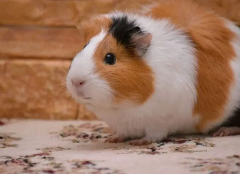 Why Guinea Pigs Are Good Pets