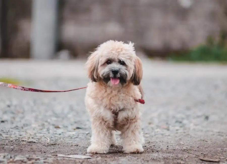 How To Socialize Lhasa Apso