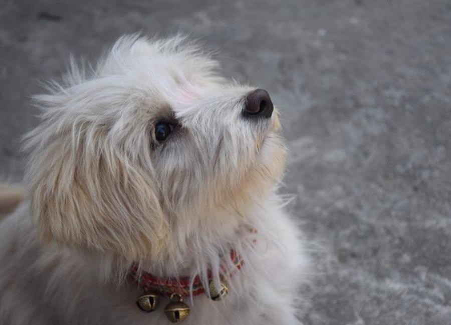 How to discipline a Lhasa Apso