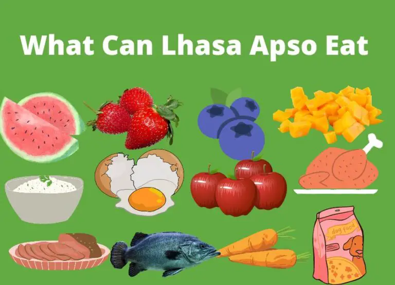 Human Foods Lhasa Apso Can Eat