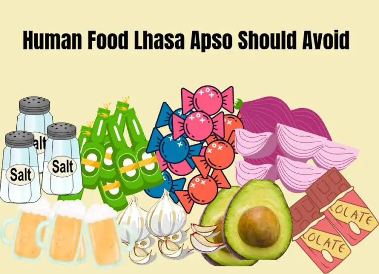 Human Foods Lhasa Apsos Should Avoid