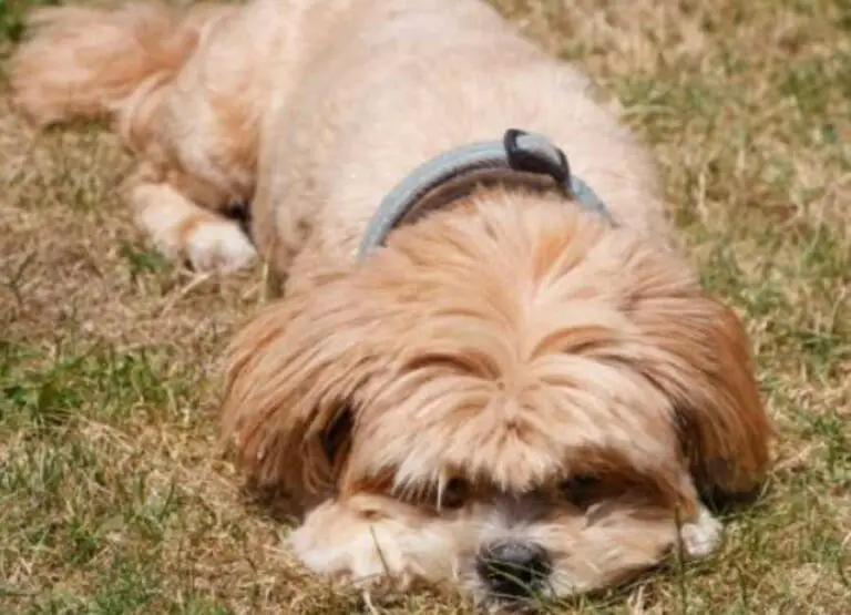 Lhasa Apso Old Age Issues