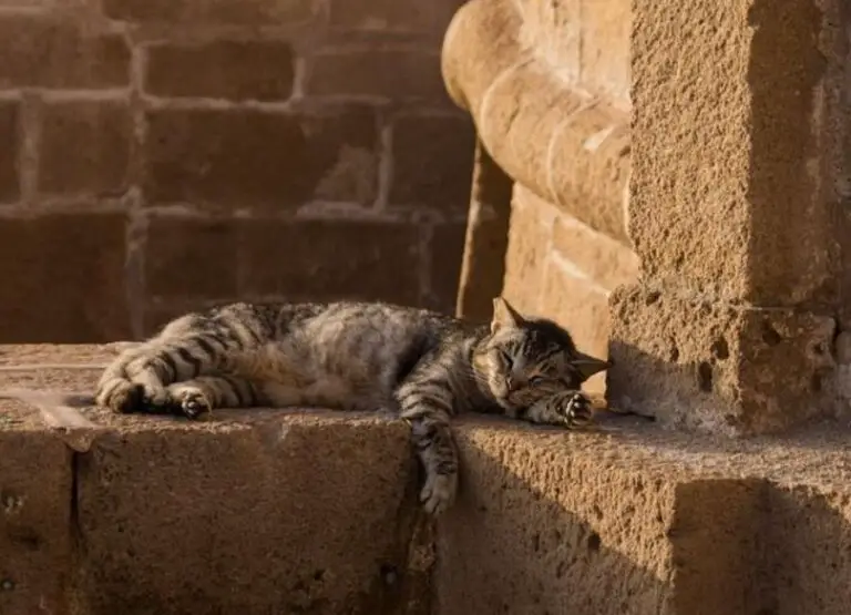 Where Do Feral Cats Sleep