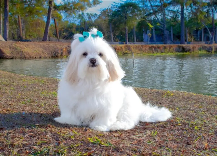 lhasa apso training