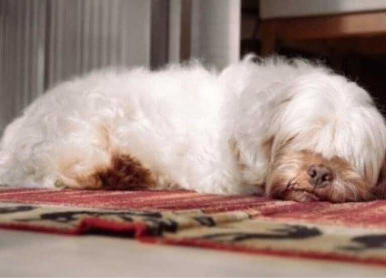 what do lhasa apso die from