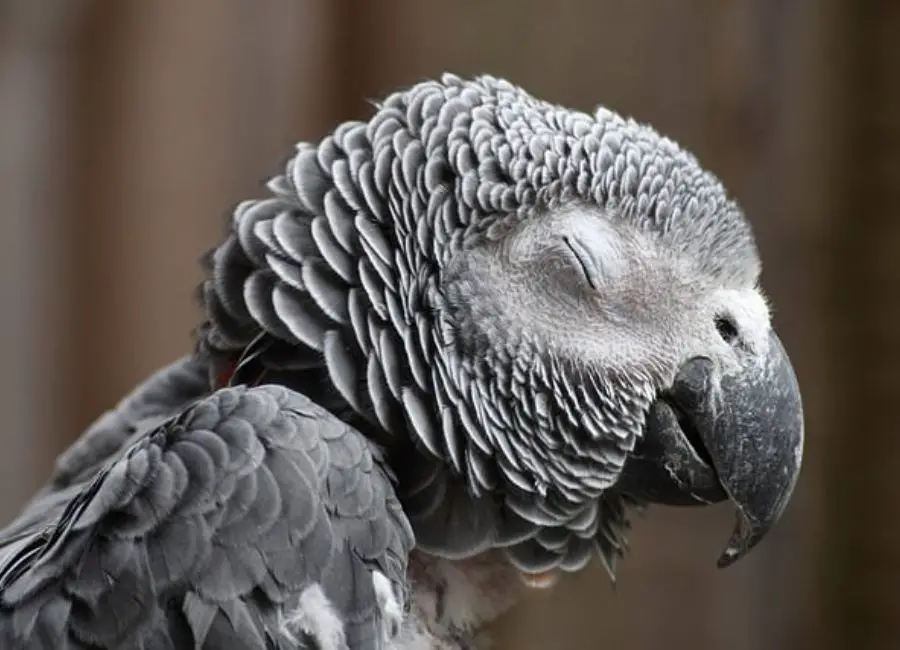 African Grey Parrot Health Issues