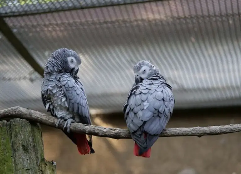 Are African Greys Friendly
