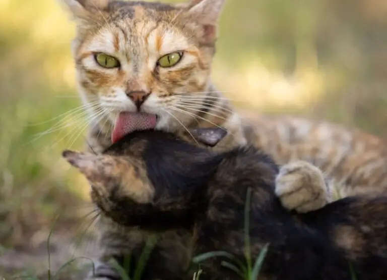 Cat Biting Other Cats