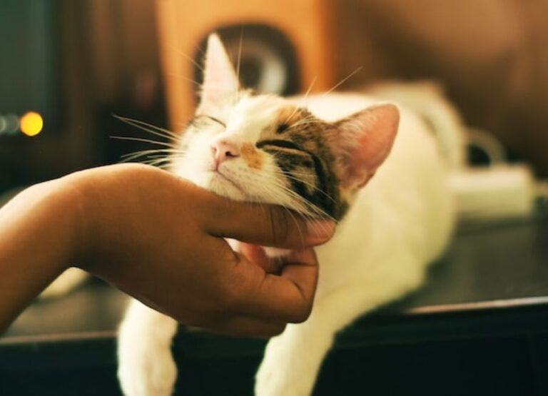 How Cats Show Affection To Their Owners