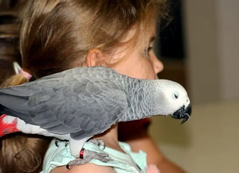 how to get an african grey to like you