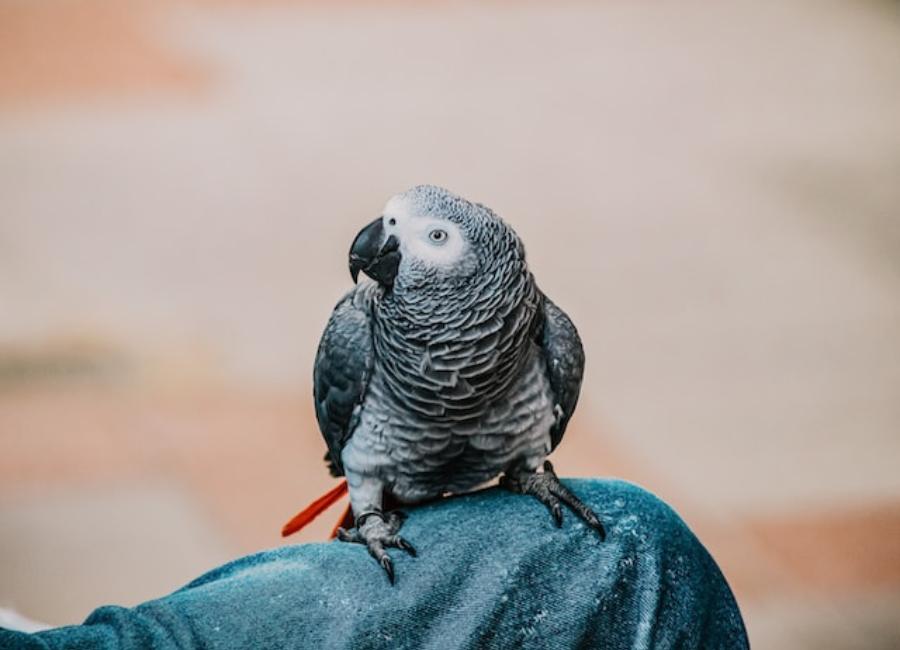 How to Keep African Grey Parrots Happy