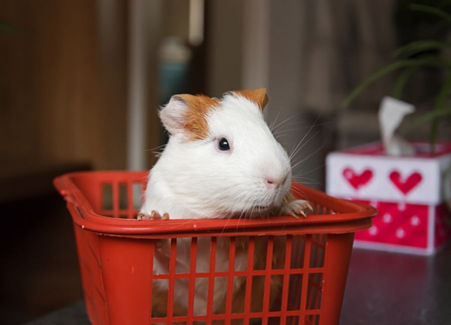 Signs Your Guinea Pig Hates You