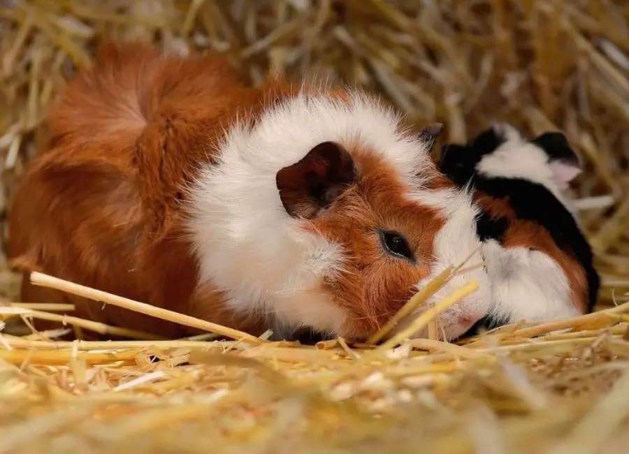 Signs Your Guinea Pig Is Dying