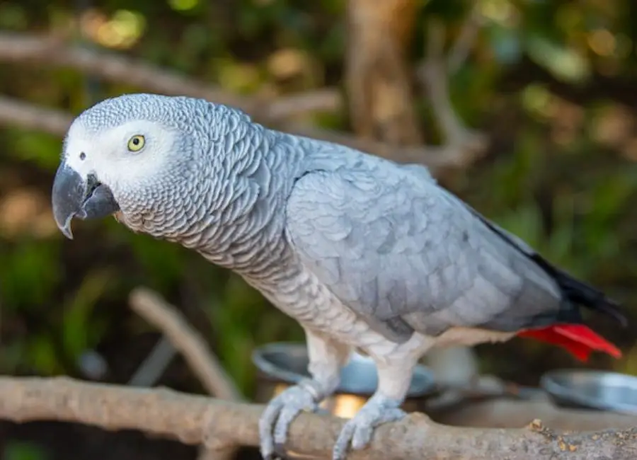 Signs of a Happy African Grey