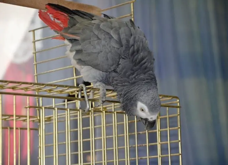 Why is My African Grey Aggressive