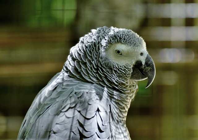 Causes of African Grey Liver Disease
