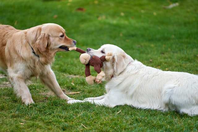 Signs of Possessiveness in Dogs