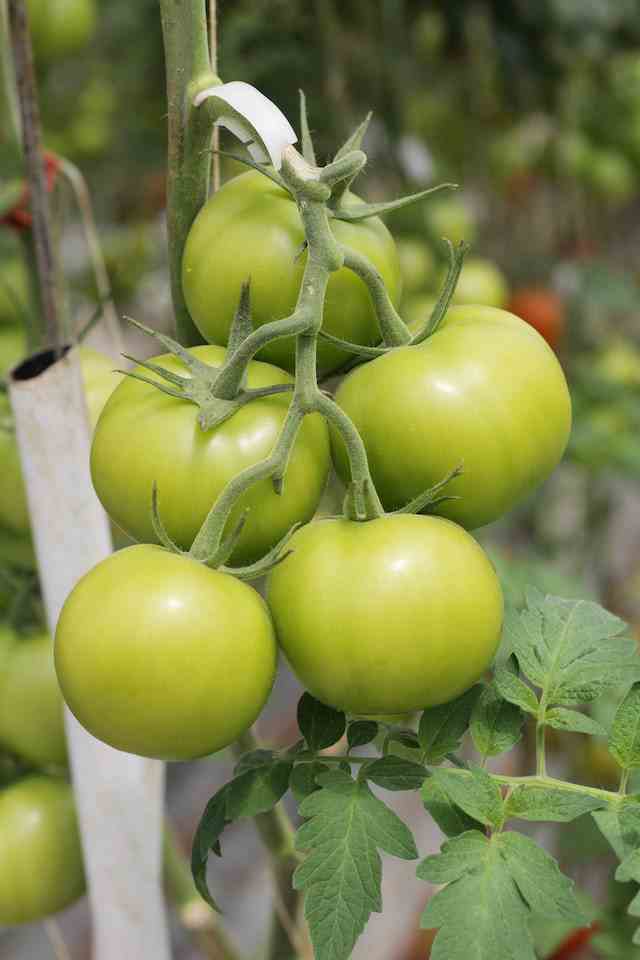 Unripe Tomatoes