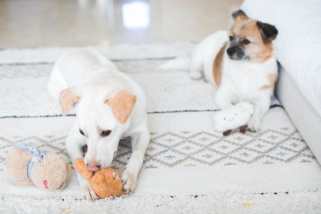 Why Some Dogs Are More Possessive Than Others