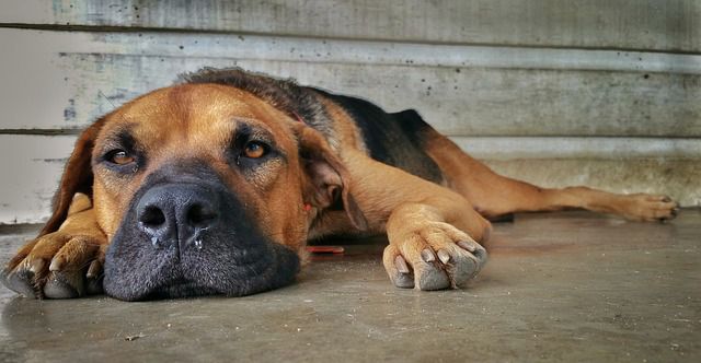 What is Depression in Dogs
