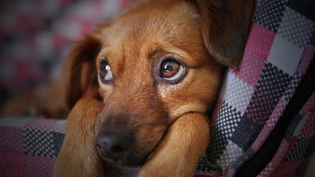 Signs of Depression in Dogs