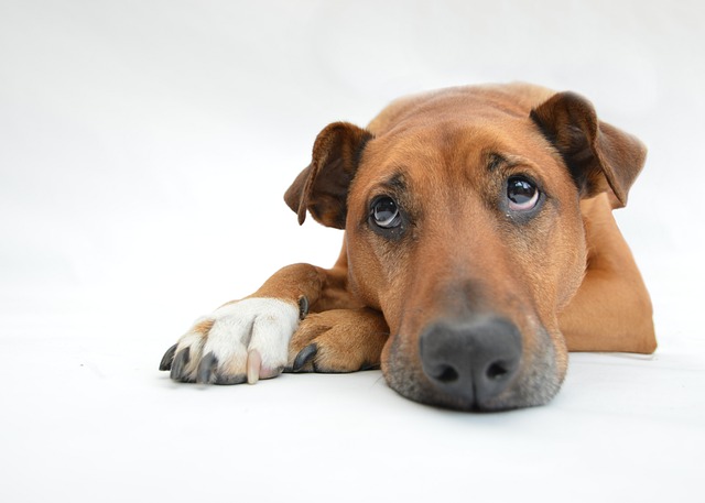 Addressing Depression in Dogs