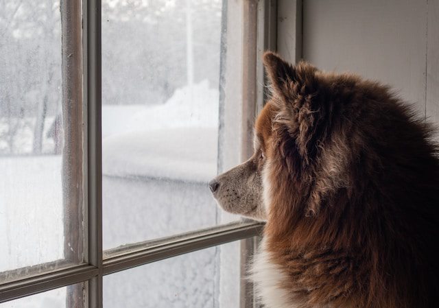 Symptoms of Dog Separation Anxiety