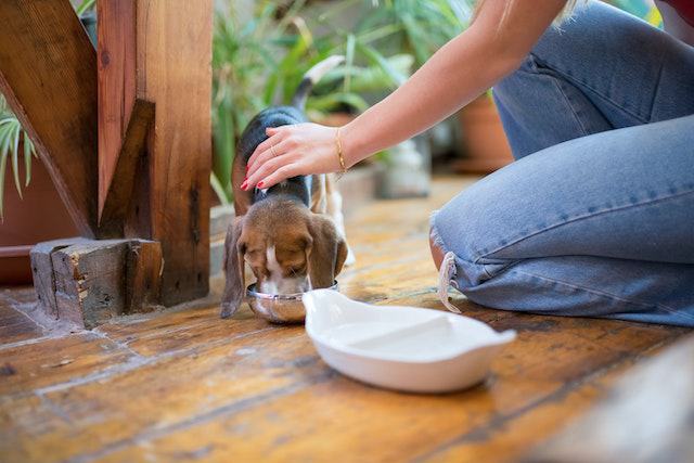 Food Aggression in Dogs