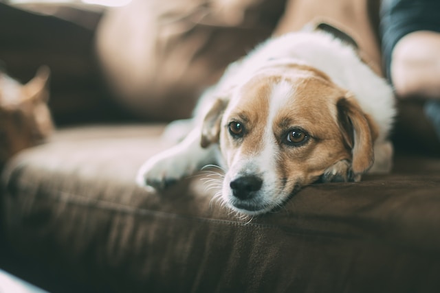 Signs of Stress in Dogs