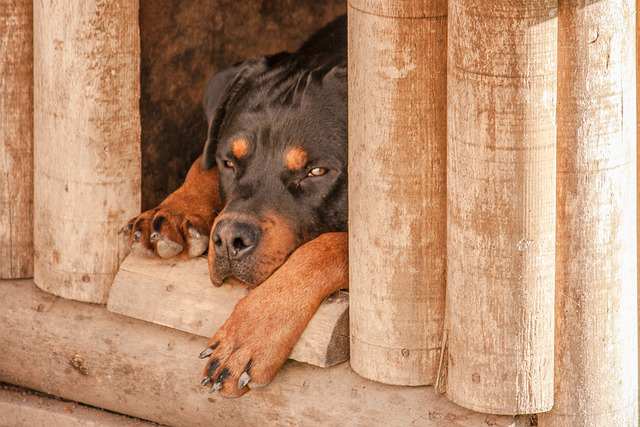 Signs of Stress in Dogs