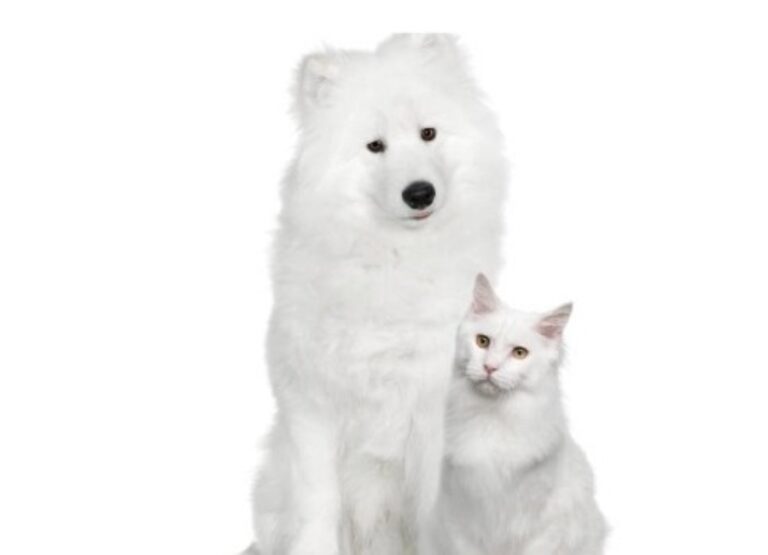 Are Samoyeds Good With Cats
