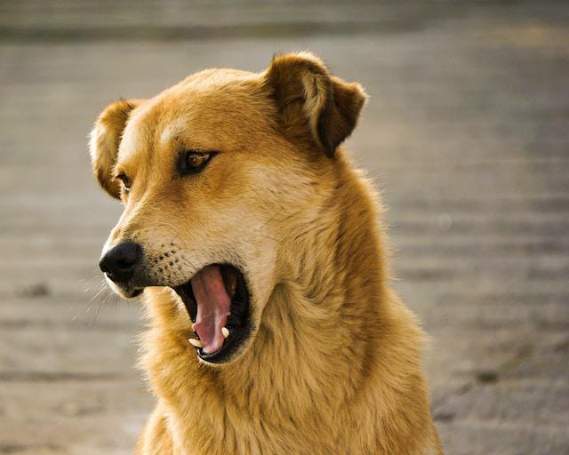 Preventing Redirected Aggression in Dogs