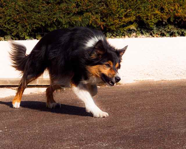 Signs of Redirected Aggression in Dogs