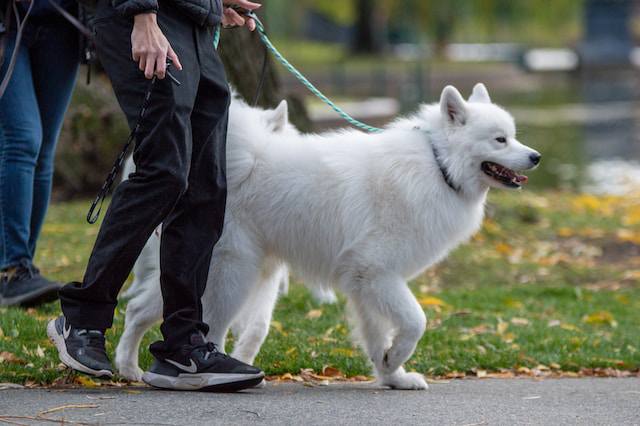 How to care for a Samoyed to promote longevity