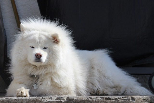 Factors that can affect whether a Samoyed can be left alone
