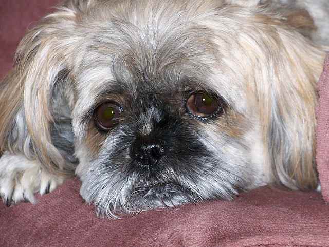 Causes of Stress in Shih Tzus