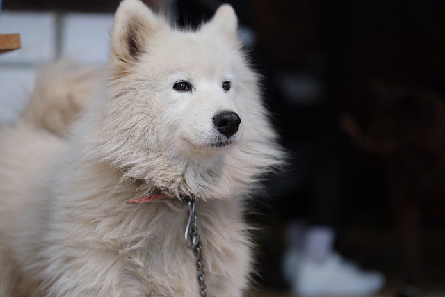 Causes of separation anxiety in Samoyed