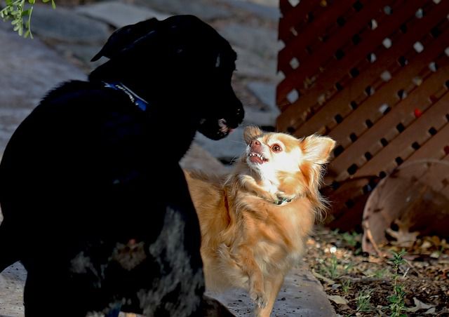 Addressing and Managing Protective Aggression in Dogs