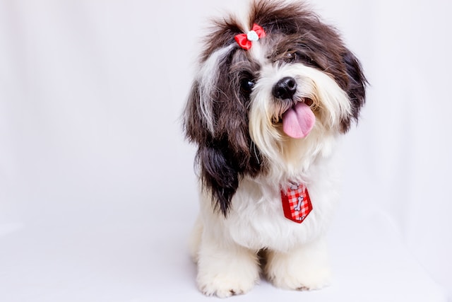What to do if your Shih Tzu is Shaking